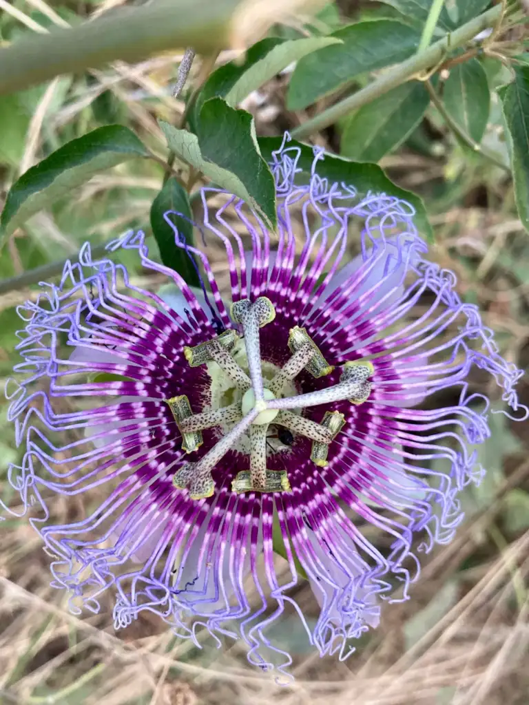 Close-up of a passionflower with intricate purple and white petals and a distinctive, symmetrical center. The flower is surrounded by green leaves and stems on a natural background.