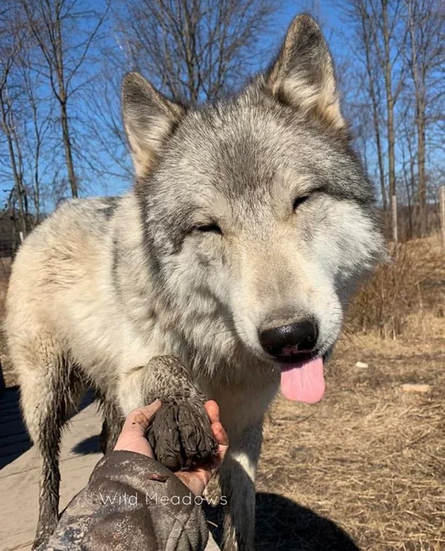 A large gray wolf extends its paw playfully to a person wearing camouflage clothing. The wolf appears friendly, sticking out its tongue. The background features leafless trees and dry grass under a clear blue sky.