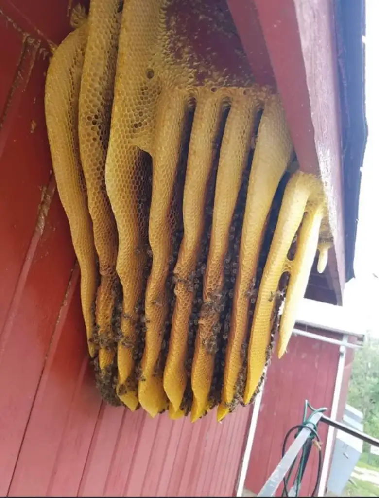 A large, natural honeycomb with bees attached under the eave of a red wooden building. The honeycomb has multiple vertical layers and intricate patterns, with bees actively clustered and working on it.