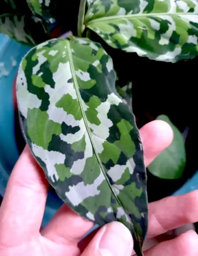 A hand holding a leaf with a green camouflage pattern. The leaf features varying shades of green and is part of a plant with similar leaves in the background.