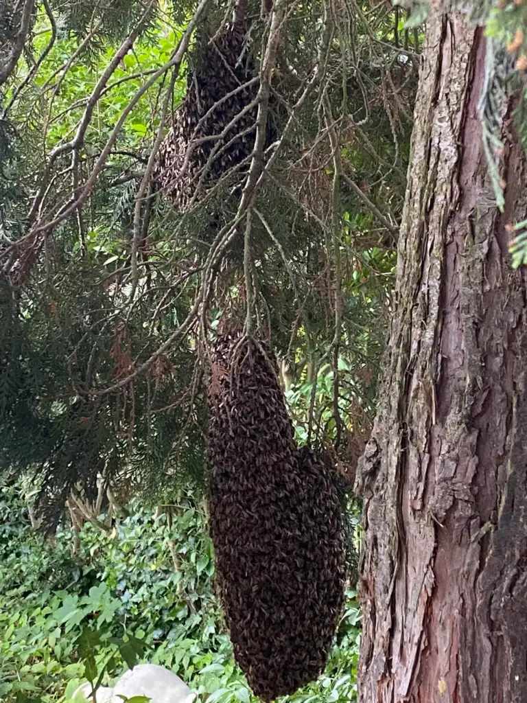 A swarm of bees clustered on branches of a tree, surrounded by green foliage, with the tree trunk visible on the right side of the image.