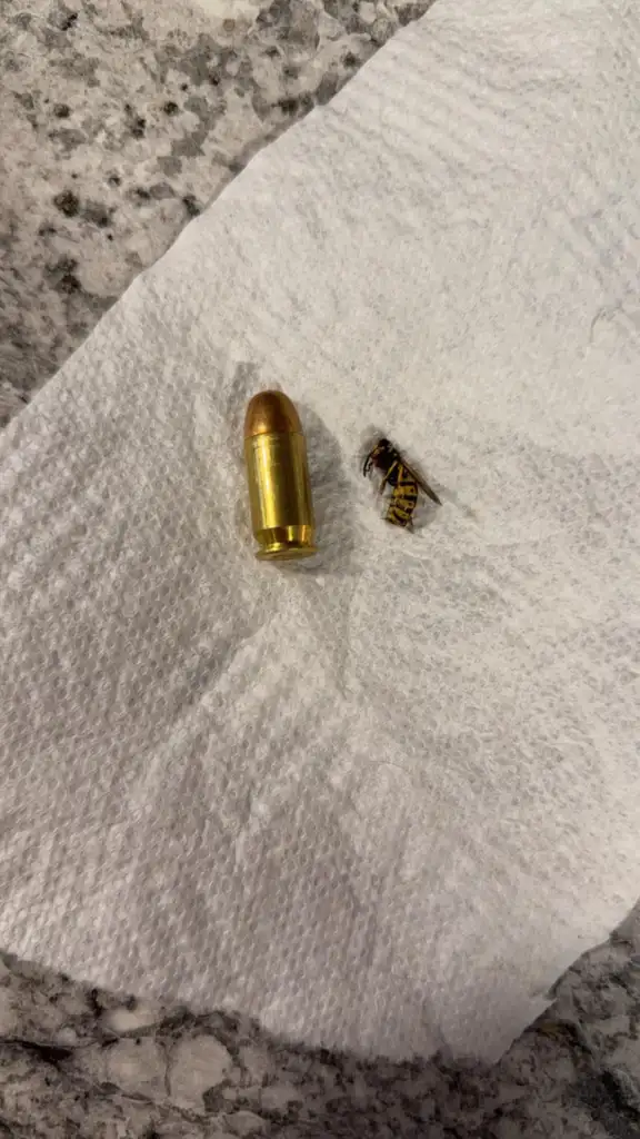 A brass bullet and a dead wasp are placed side by side on a white paper towel on a speckled countertop.