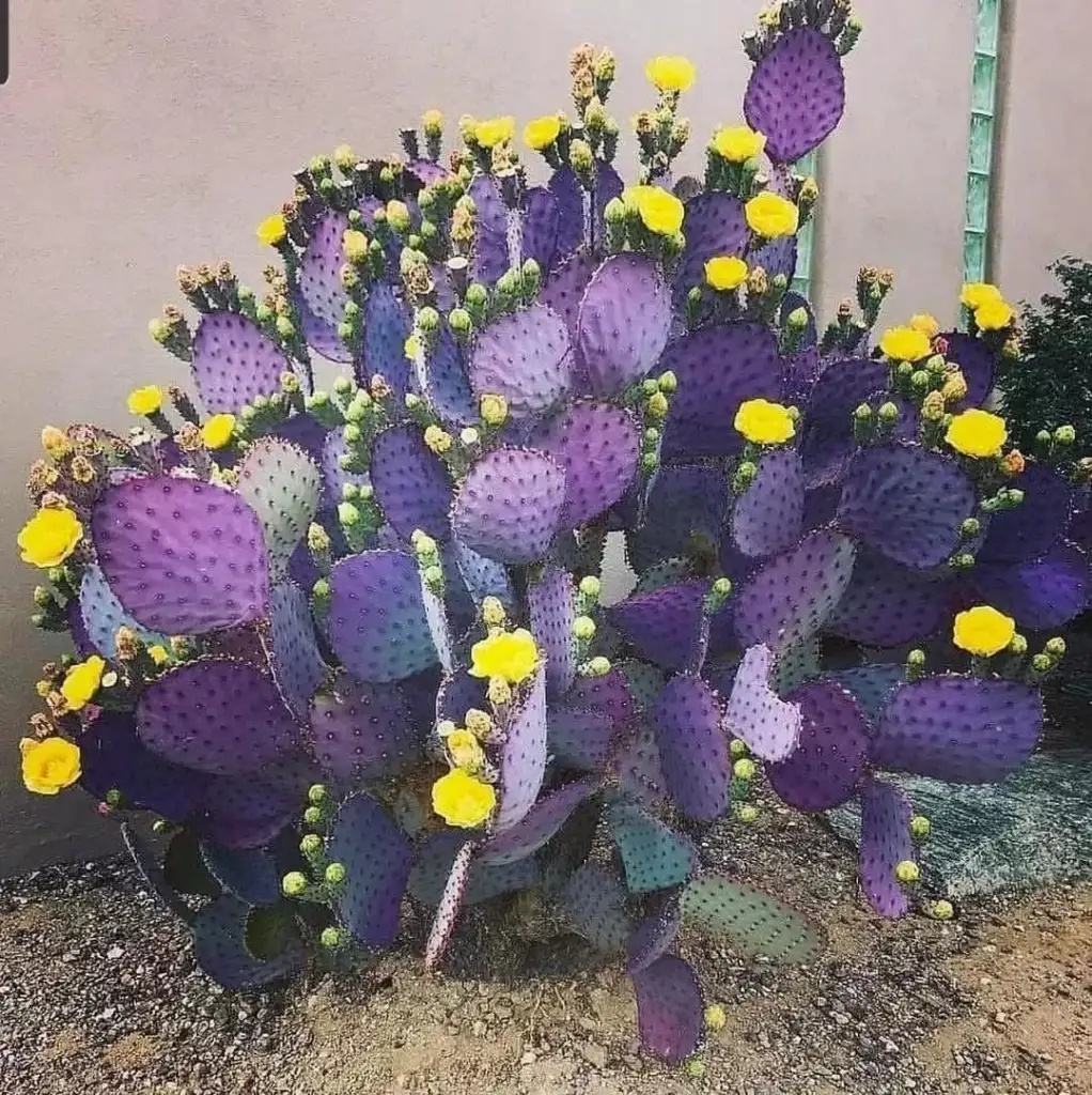 A vibrant purple cactus with flat, paddle-shaped pads is adorned with numerous bright yellow flowers. It stands against a muted wall, planted in a sandy, arid ground, creating a striking color contrast.