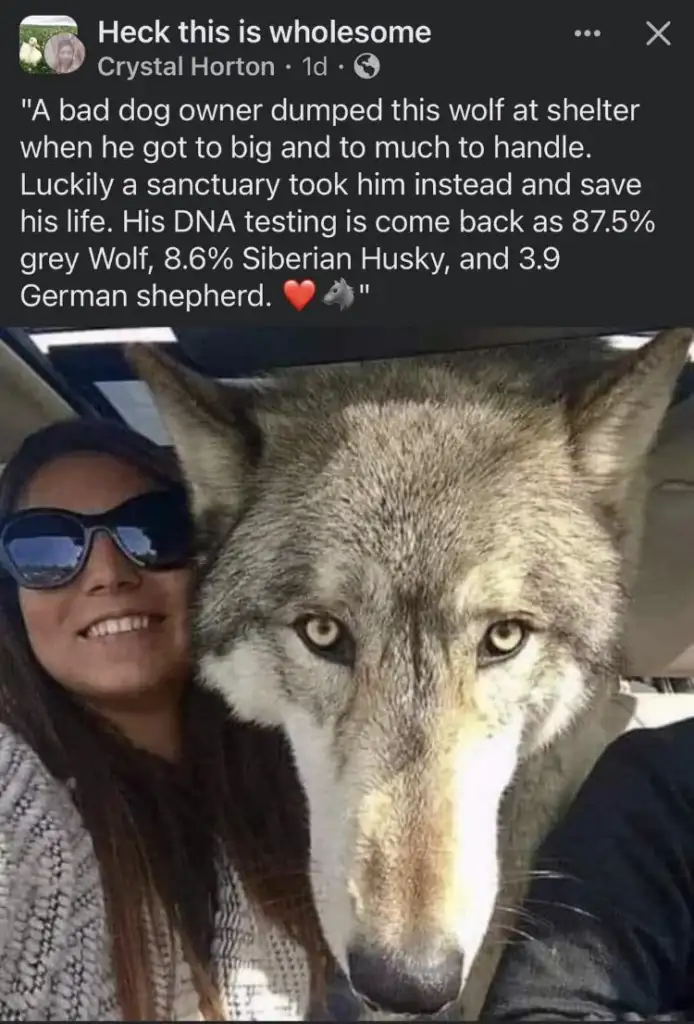 A woman with sunglasses smiles next to a large wolf-like dog. The text above explains the dog was abandoned due to its size, but a sanctuary saved it. DNA tests show it is mostly wolf, with some Siberian Husky and German Shepherd. Heart and wolf emojis included.