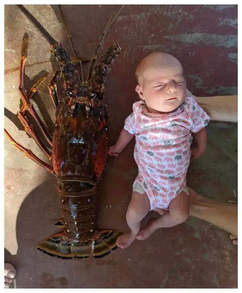 A baby in a pink onesie lies on the ground next to a large lobster. The baby's eyes are closed, and the lobster is positioned on its back with its claws by the baby's side. The scene is outdoors on a reddish-brown surface.