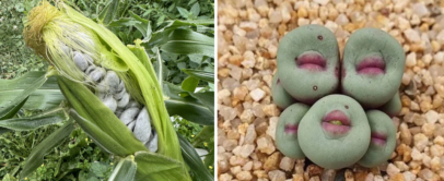 On the left, an ear of corn infected with corn smut, showing grayish fungal growths. On the right, a cluster of green and purple Lithops succulents resembles stones on a bed of small pebbles.