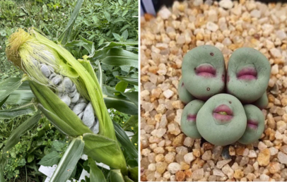 On the left, an ear of corn infected with corn smut, showing grayish fungal growths. On the right, a cluster of green and purple Lithops succulents resembles stones on a bed of small pebbles.