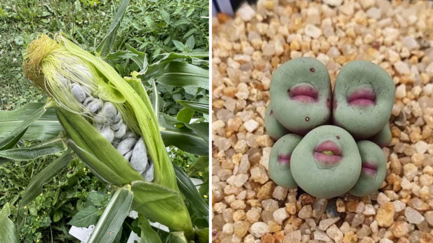 On the left, an ear of corn infected with corn smut, showing grayish fungal growths. On the right, a cluster of green and purple Lithops succulents resembles stones on a bed of small pebbles.