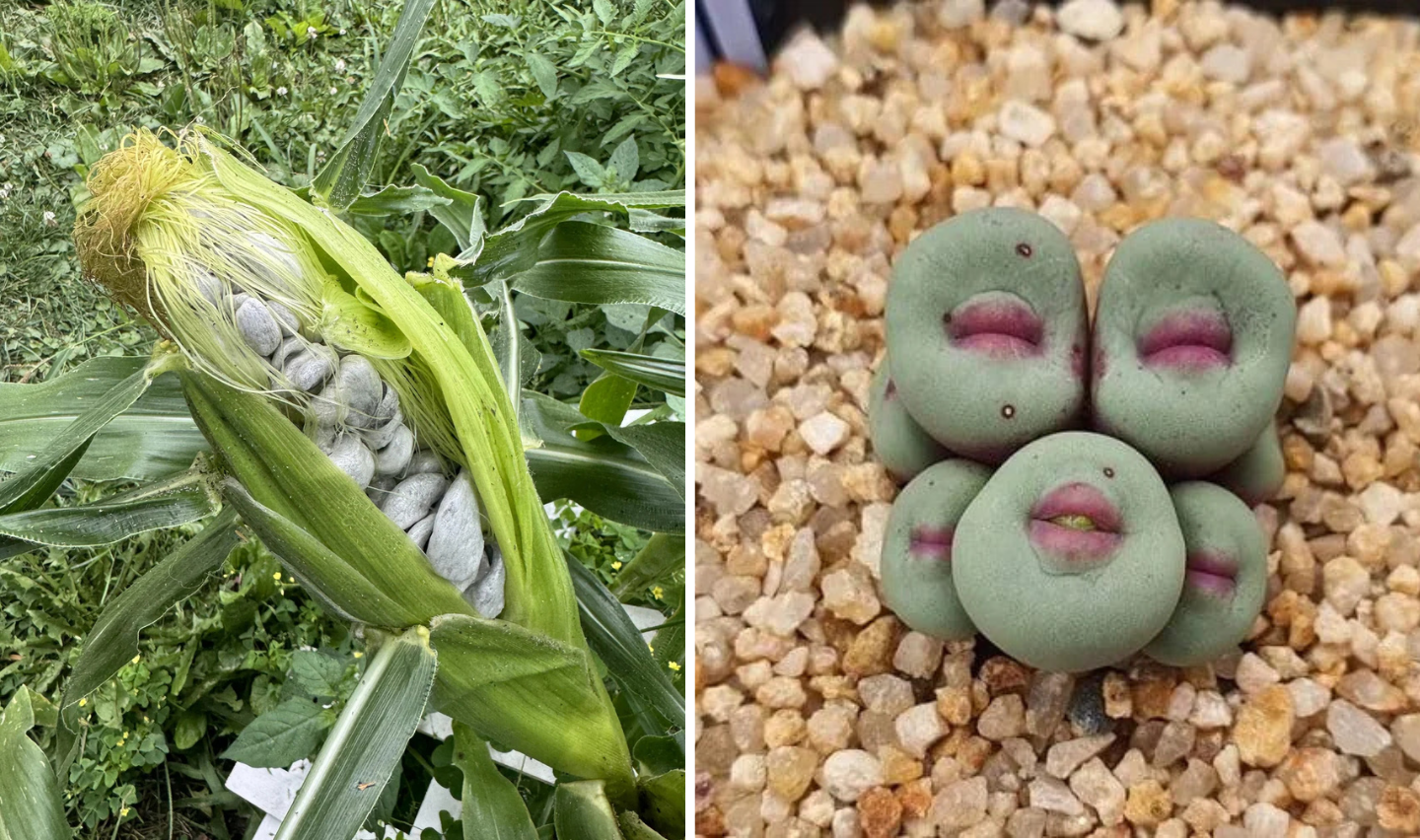 On the left, an ear of corn infected with corn smut, showing grayish fungal growths. On the right, a cluster of green and purple Lithops succulents resembles stones on a bed of small pebbles.