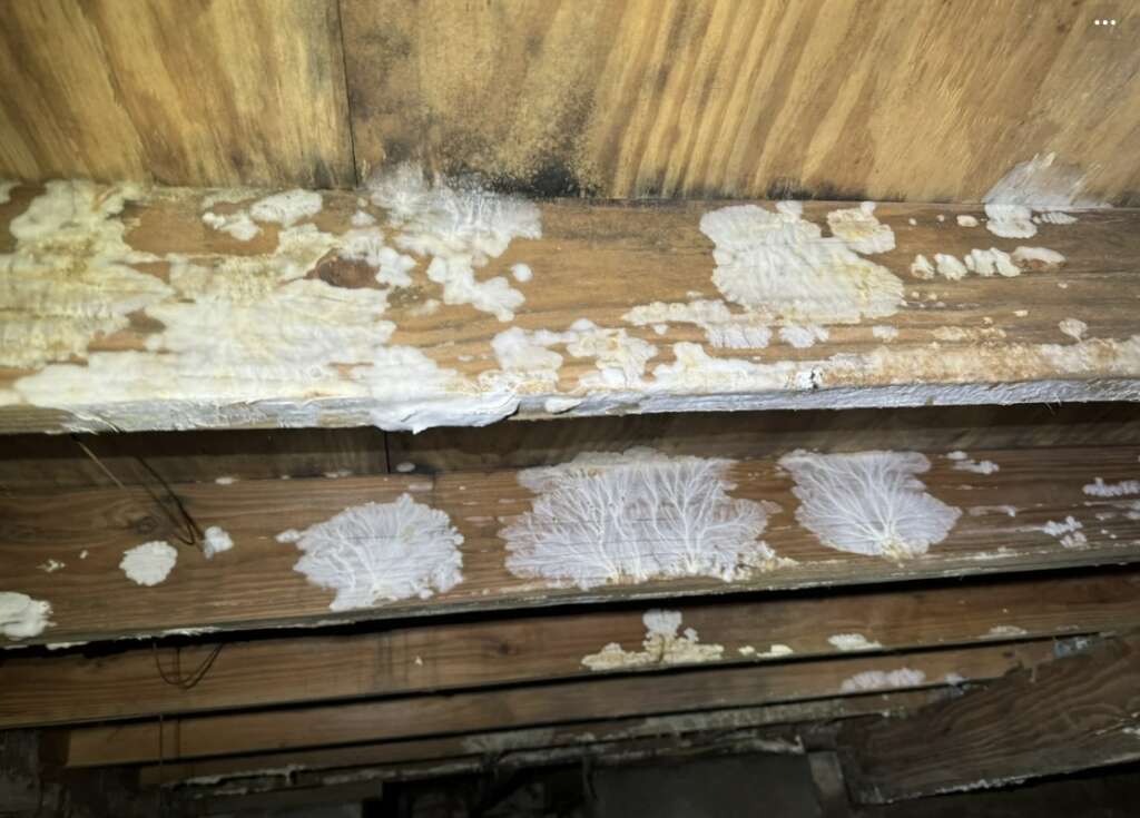 Wooden beams with patches of white, mold-like growth, some spreading in branching patterns, indicating potential fungal infestation. Structural assessments may be needed as the background shows similar wooden surfaces with discoloration.