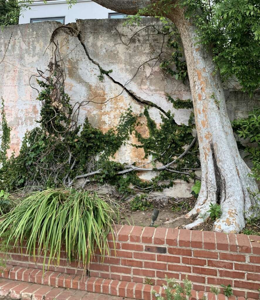 A large tree with exposed roots grows next to a weathered concrete wall covered in ivy, prompting regular structural assessments. The tree is on the right, with lush green foliage. A red brick retaining wall is in the foreground, partially covered by tall grass.