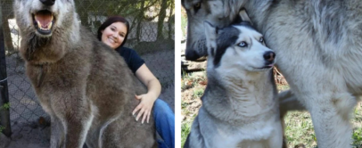 Left photo shows a large, smiling wolf-like animal sitting with a woman who is smiling and leaning against it. Right photo shows a wolf-dog hybrid standing close to a smaller husky, gently nuzzling each other in a peaceful outdoor setting.