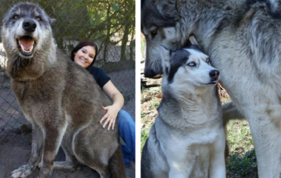 Left photo shows a large, smiling wolf-like animal sitting with a woman who is smiling and leaning against it. Right photo shows a wolf-dog hybrid standing close to a smaller husky, gently nuzzling each other in a peaceful outdoor setting.