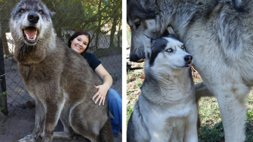 Left photo shows a large, smiling wolf-like animal sitting with a woman who is smiling and leaning against it. Right photo shows a wolf-dog hybrid standing close to a smaller husky, gently nuzzling each other in a peaceful outdoor setting.