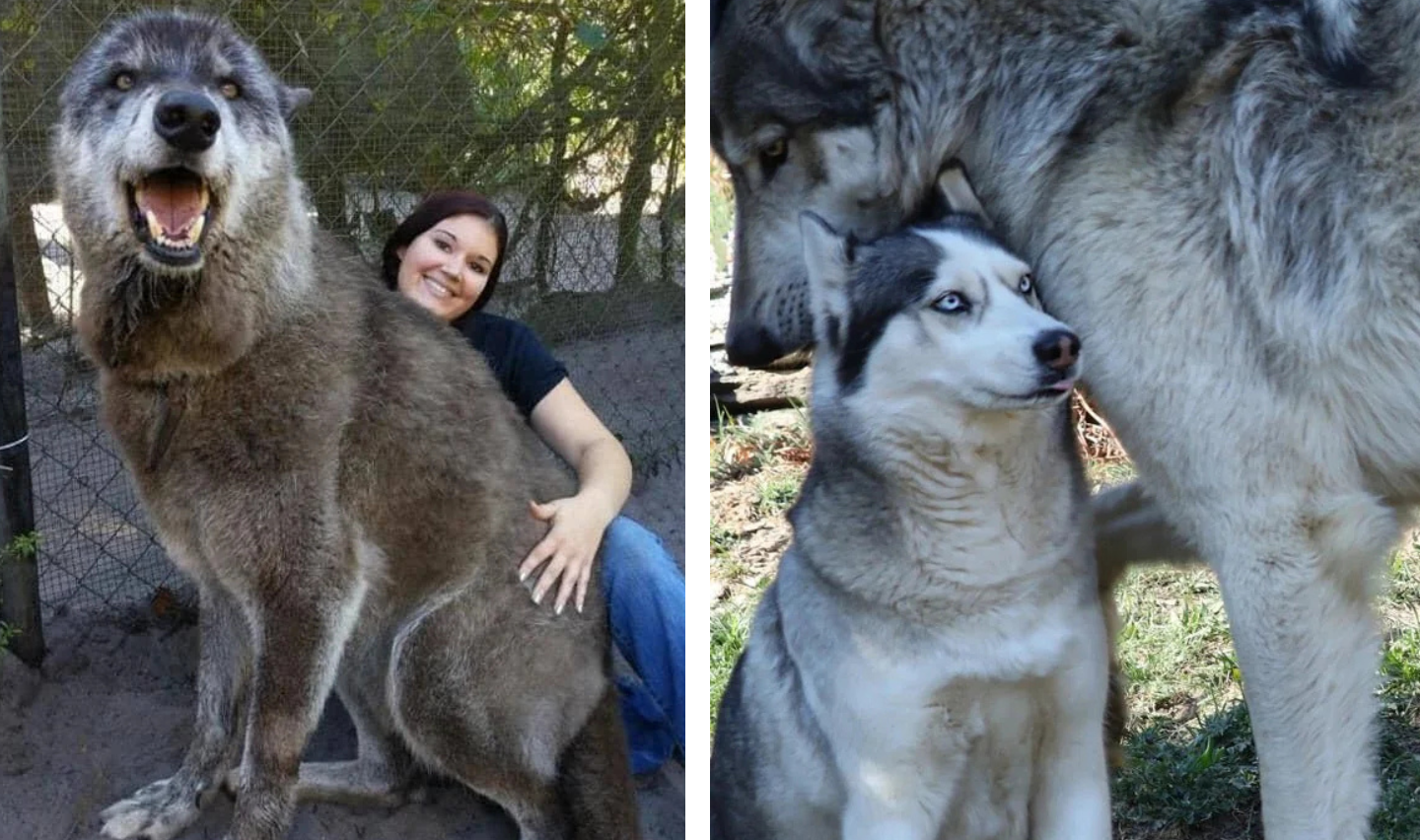 20 Images That Show Off How Massive Wolves Actually Are