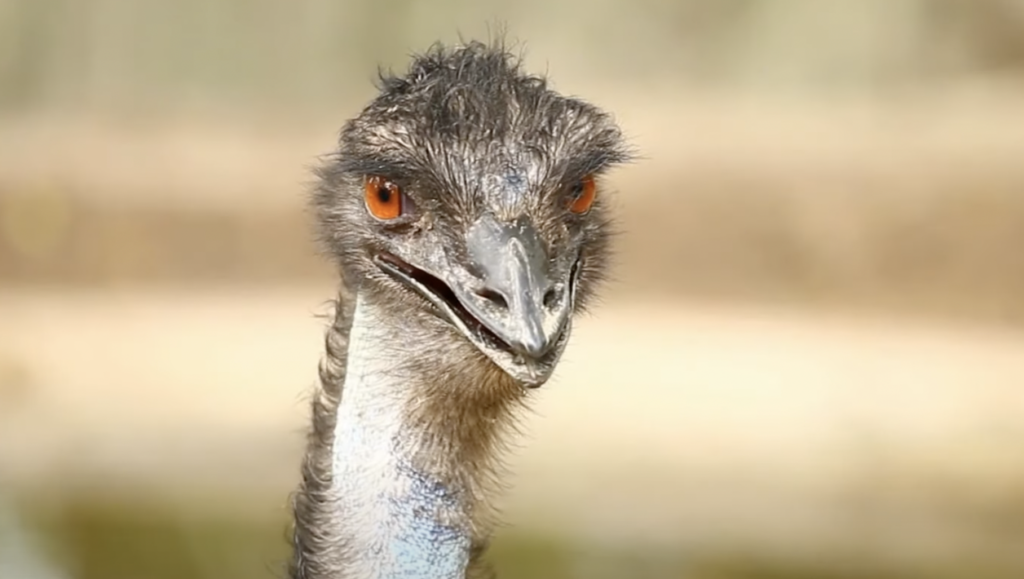 Close-up of an emu with bright orange eyes and a textured beak, gazing directly at the camera. Its feathers are dark and ruffled, with a blurred natural background.