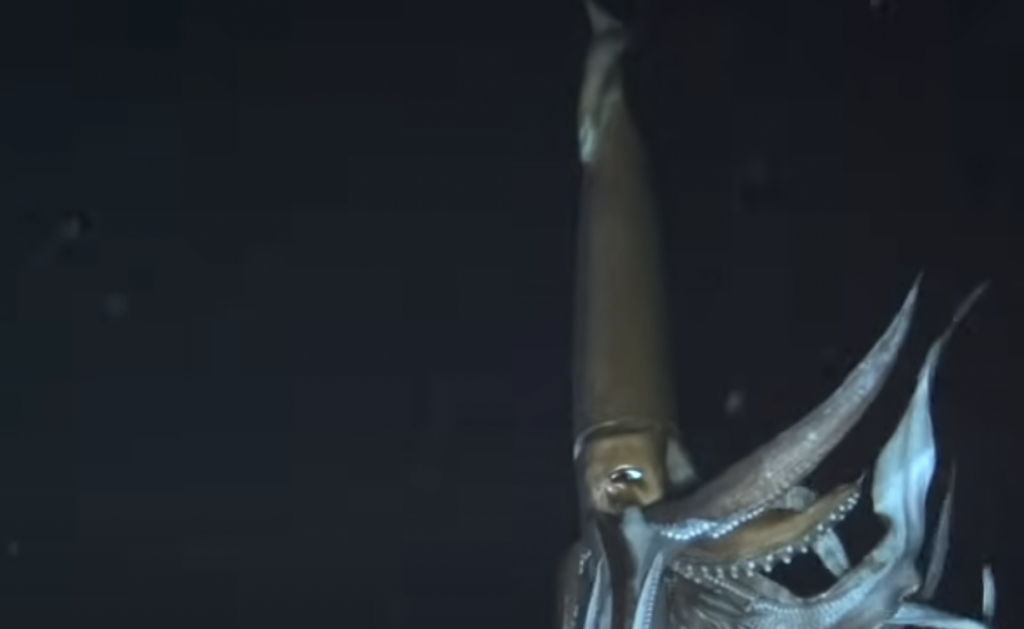 A large squid with long tentacles is swimming vertically in deep, dark ocean water. Its body is illuminated, highlighting its features against the dark background.