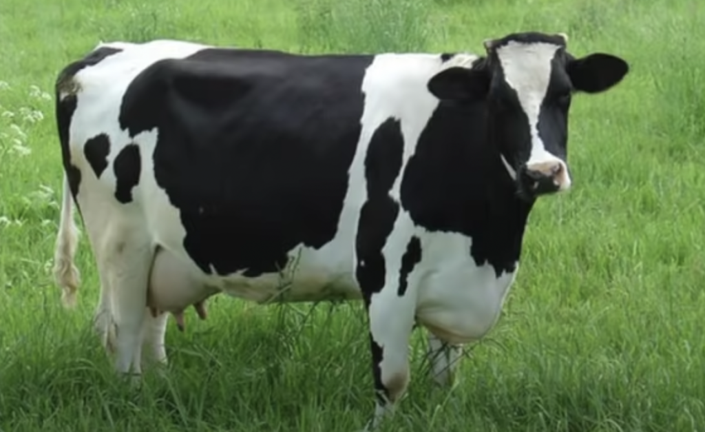 A black and white cow stands in a grassy field, looking toward the camera.