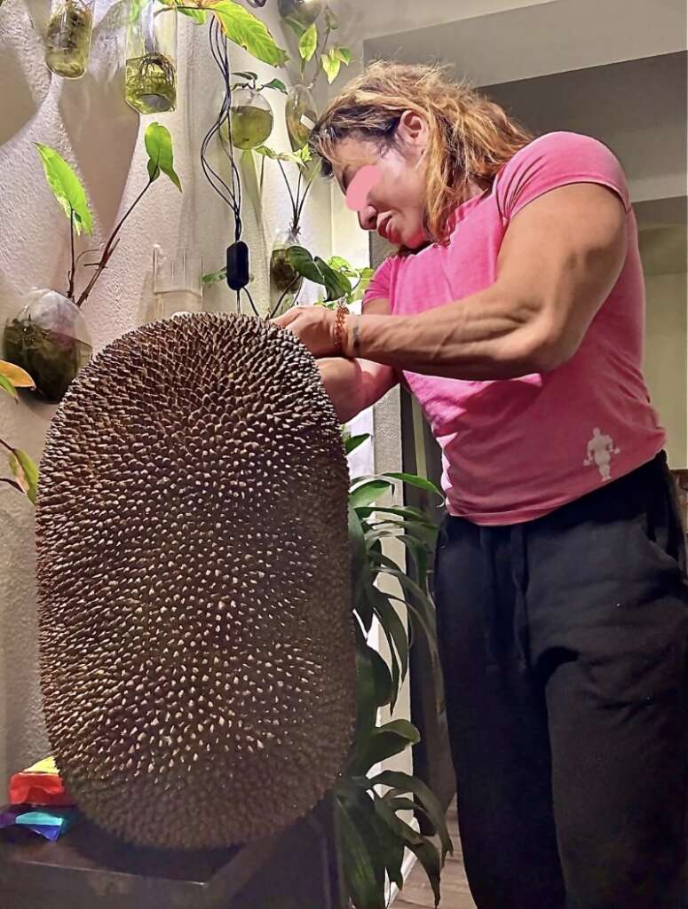 A person in a pink shirt is carefully examining a large, spiky fruit hanging indoors. The room is decorated with hanging plants and there's a leafy plant nearby. The scene suggests a focus on nature or horticulture.