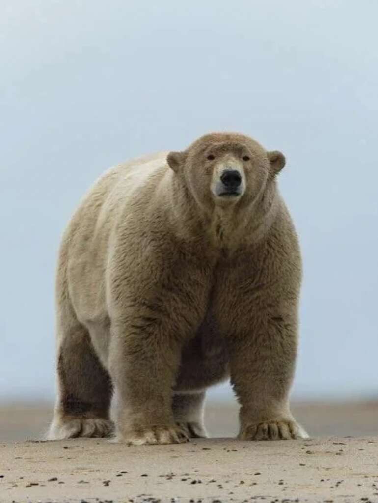 A large polar bear stands on a sandy surface with a gray sky in the background. The bear is facing forward, showcasing its thick white fur and sturdy build.