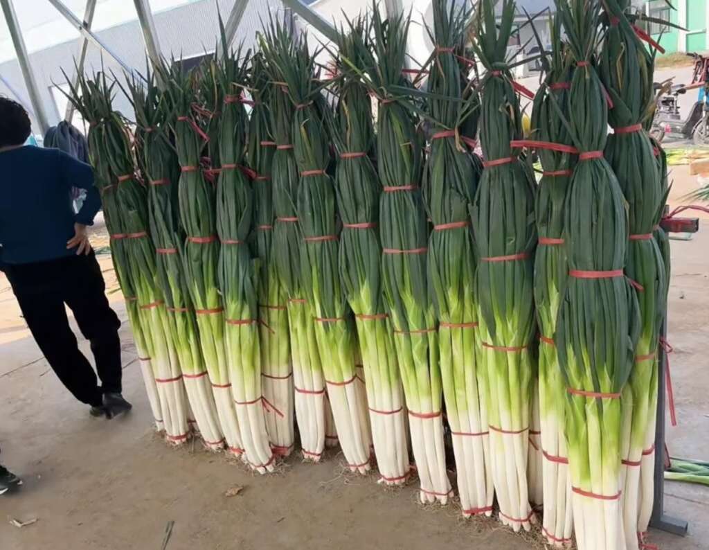 Large bundles of tall green onions are neatly stacked upright, tied with red bands. A person stands nearby, observing the arrangement in what appears to be an indoor market or greenhouse setting.