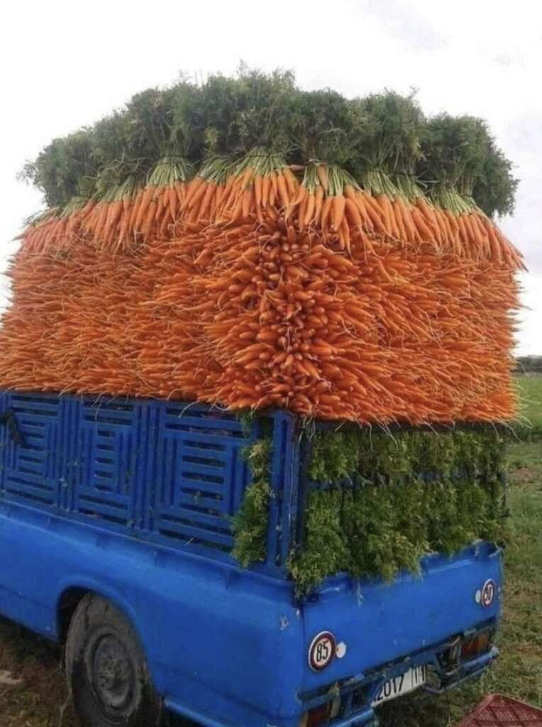 A small blue truck carrying a towering load of carrots, stacked with leafy greens on top and ends protruding outward. The carrots form a large cube shape, towering over the vehicle in a field setting.