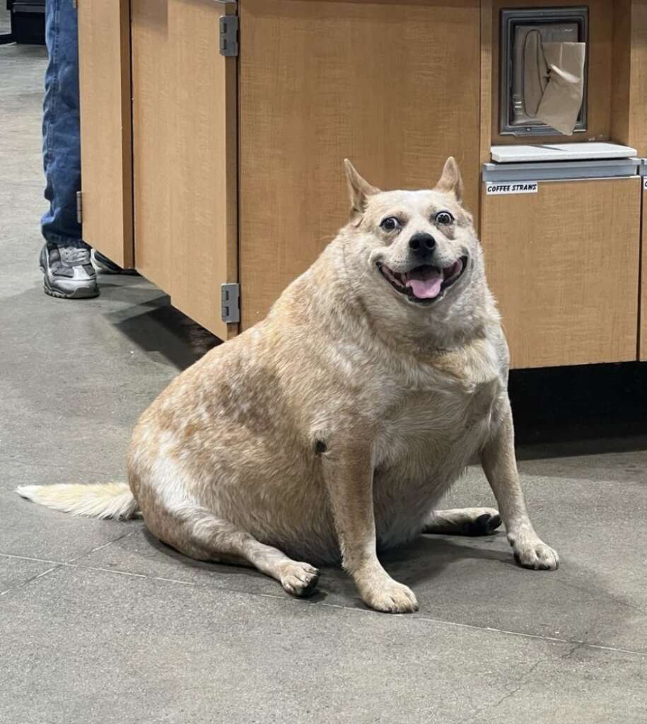 A happy, stocky dog with mottled fur sits on a concrete floor inside a room. The dog looks up with a large smile. Part of a person's legs and a wooden cabinet are visible in the background.