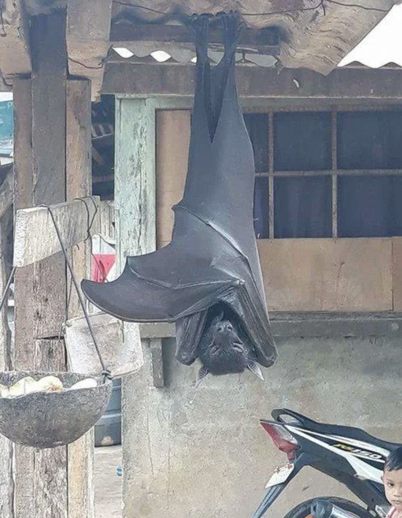 A large bat hangs upside down from a wooden beam outside a house. It wraps its wings around itself, resembling a cloak. Nearby, there's a motorcycle and a basket hanging from a post.