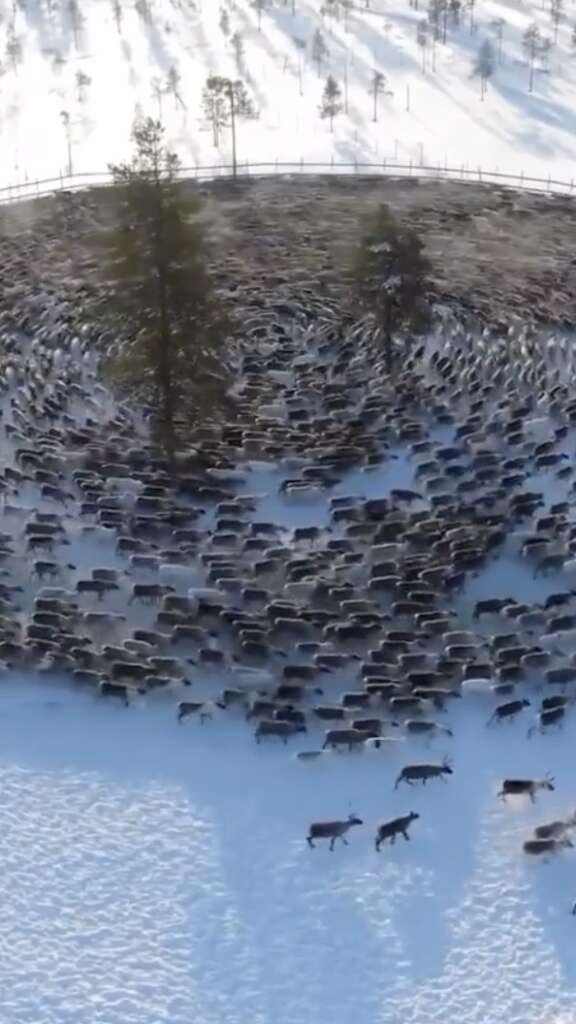 Aerial view of a large herd of reindeer moving in circular formation on a snowy landscape. Two trees stand at the center, surrounded by the dense group of reindeer. A few reindeer are scattered on the snowy ground outside the circle.