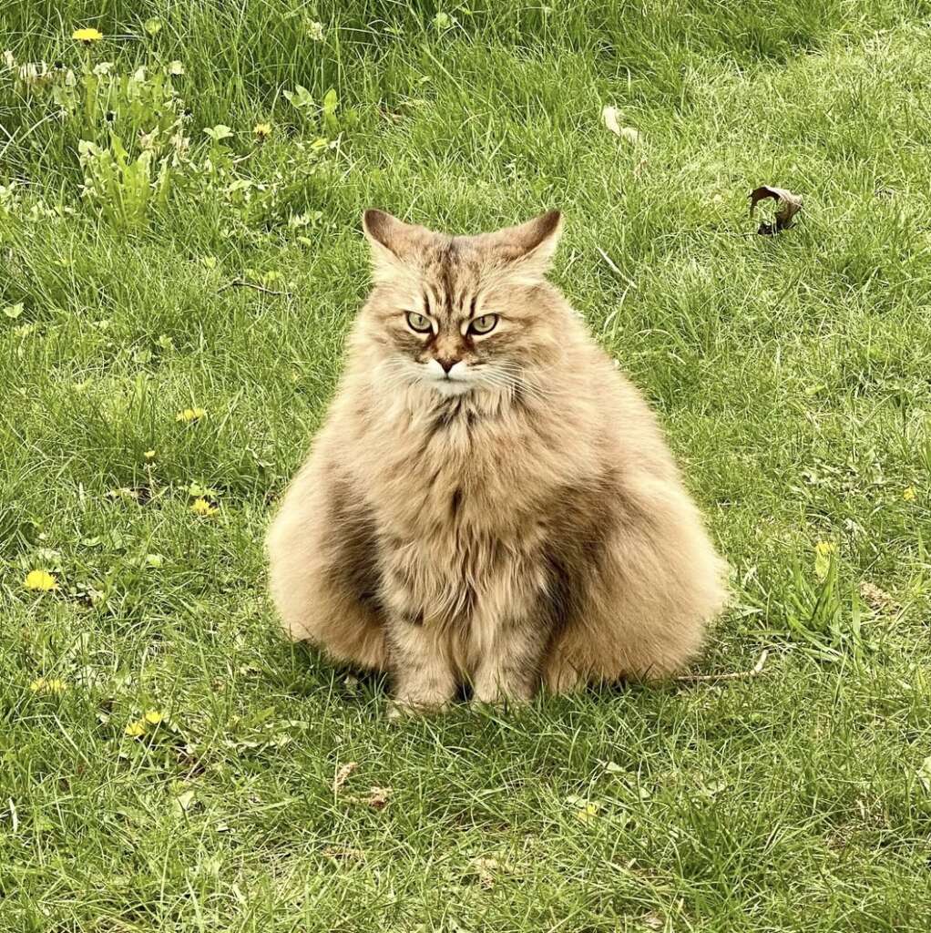 A fluffy brown cat sits on lush green grass, surrounded by small yellow flowers. The cat has a calm yet intense expression and appears relaxed in the natural setting.