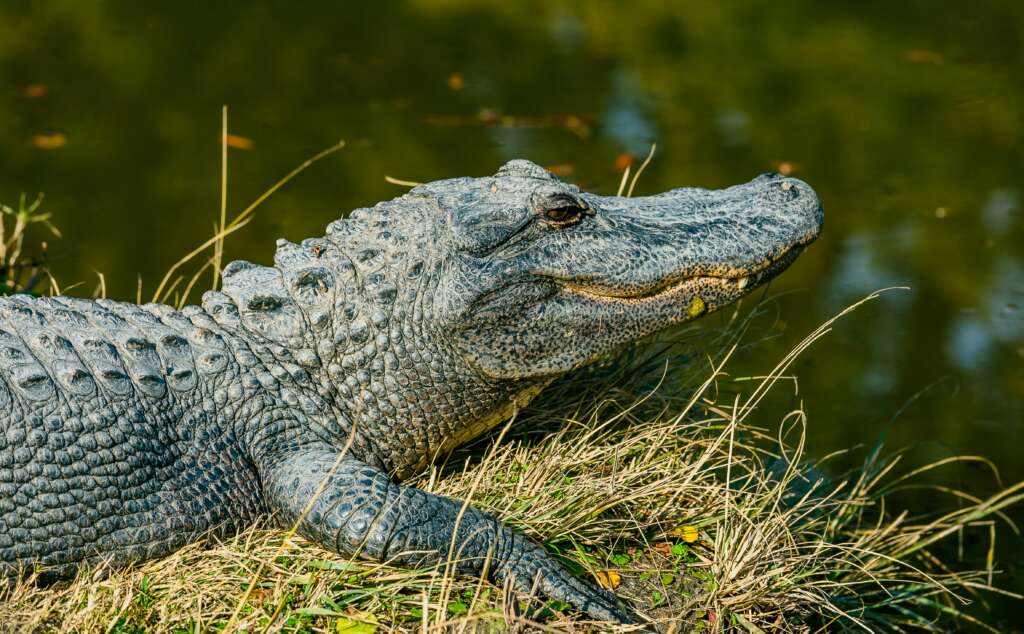 Alligator resting on grass by a water body, with its mouth closed and textured scales visible. The water reflects greenery, adding to the natural setting.