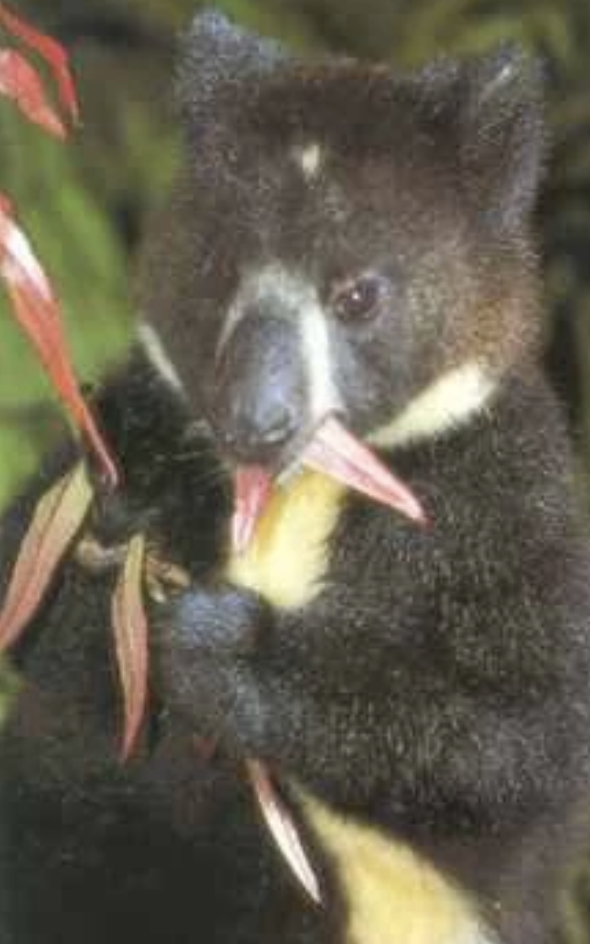 A close-up of a Goodfellow's tree kangaroo holding and nibbling on a branch with reddish leaves. The animal has a dark, furry coat with a tan patch on its chest and a light spot on its face. Green foliage is in the background.