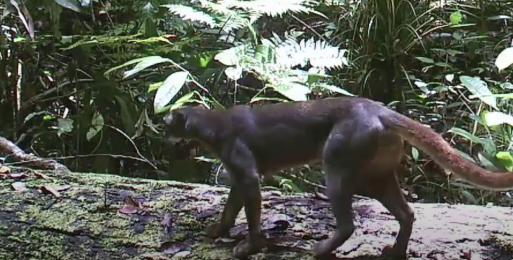 A wild cat with a slender body and a long tail walks along a moss-covered fallen tree in a dense, green forest. Sunlight filters through the foliage, highlighting the ferns and leaves in the background.