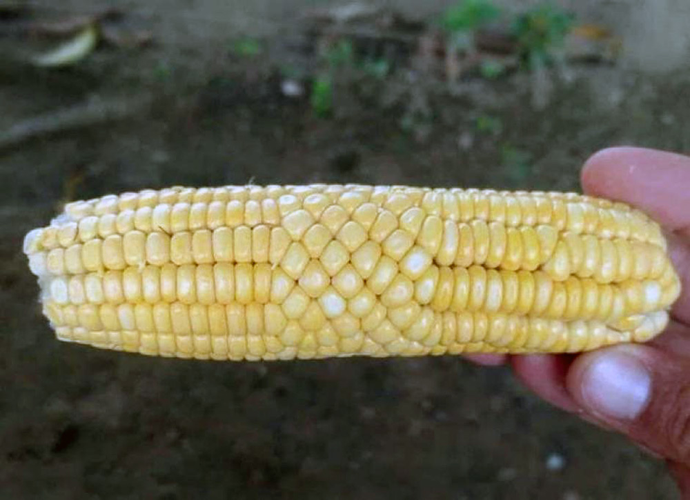 A person holds an ear of yellow corn with a distinctive spiral pattern of kernels, which deviate from the typical straight rows. The background is a blurred, earthy surface with some green leaves.