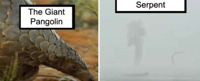 Split image: Left shows a pangolin labeled "The Giant Pangolin" walking on soil. Right shows a foggy scene with a faint large creature and a tail, labeled "The Giant Sea Serpent.