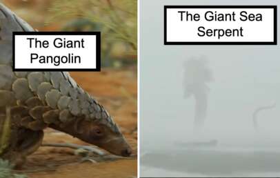 Split image: Left shows a pangolin labeled "The Giant Pangolin" walking on soil. Right shows a foggy scene with a faint large creature and a tail, labeled "The Giant Sea Serpent.