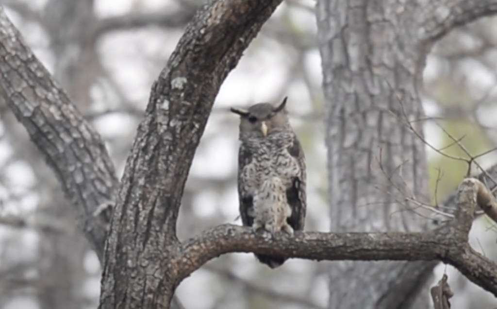 A great horned owl perched on a tree branch, surrounded by bare branches in a forest setting. The owl's plumage is a mix of mottled gray and brown, blending with the tree's bark.