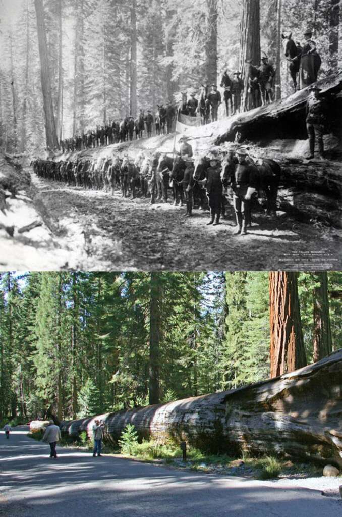 Two images of a giant fallen tree in a forest. The top is a vintage photo with people standing on the log and horses. The bottom is a modern photo with people walking beside the log. Tall trees surround both scenes.