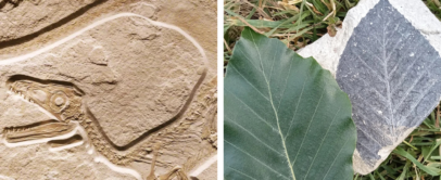 Left: Fossil impression of a dinosaur on stone. Right: Green leaf and a leaf fossil on separate stones resting on grass.