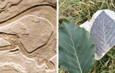 Left: Fossil impression of a dinosaur on stone. Right: Green leaf and a leaf fossil on separate stones resting on grass.