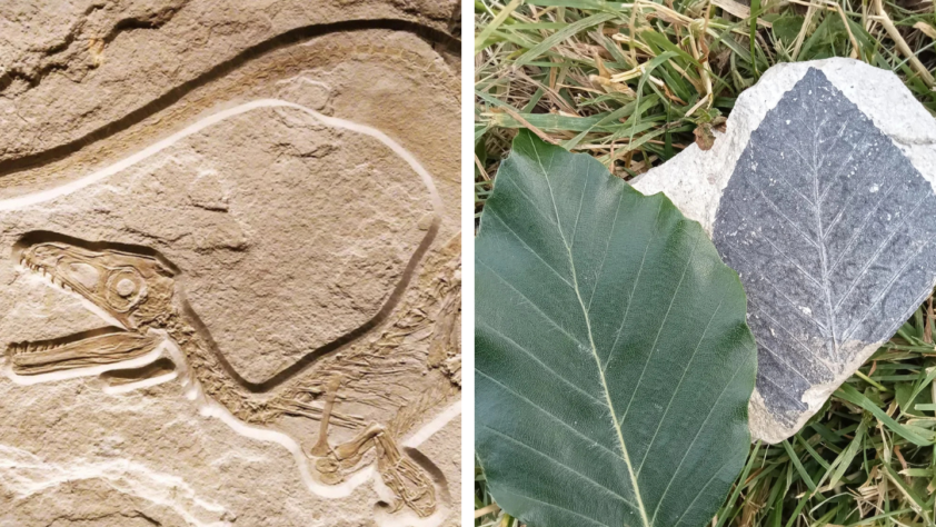 Left: Fossil impression of a dinosaur on stone. Right: Green leaf and a leaf fossil on separate stones resting on grass.