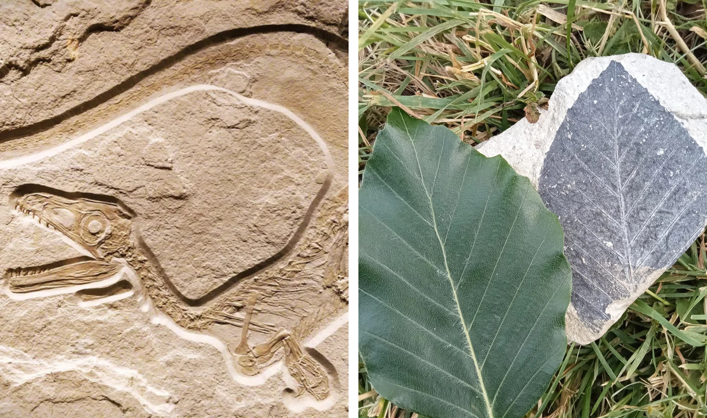 Left: Fossil impression of a dinosaur on stone. Right: Green leaf and a leaf fossil on separate stones resting on grass.