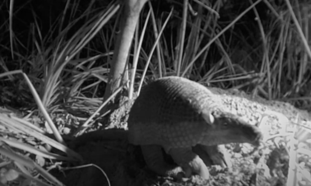 A night-vision image of an armadillo standing on the ground. The scene is illuminated by infrared light, showing the armadillo's textured shell. Grass and foliage surround the animal, indicating a natural habitat.