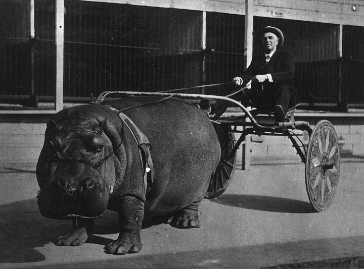 A historical black-and-white photo shows a man in a suit and hat riding a two-wheeled cart pulled by a hippopotamus. The scene takes place in front of a wooden structure.