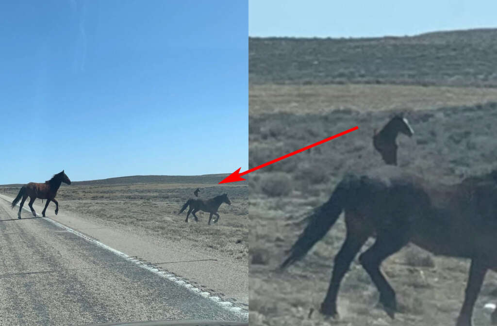 Two horses run across a road in a rural landscape. A red arrow points to a part of the second horse, highlighting a peculiar section that appears out of place, possibly due to camera motion or image distortion. Bushes and open land are in the background.