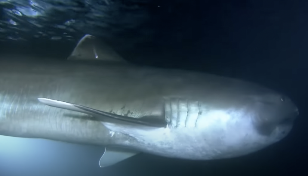 A large shark swims through dark ocean water. The lighting is dim, highlighting the shark's smooth, pale body and distinct features like its dorsal fin and gills. The water surface is faintly visible above the shark.