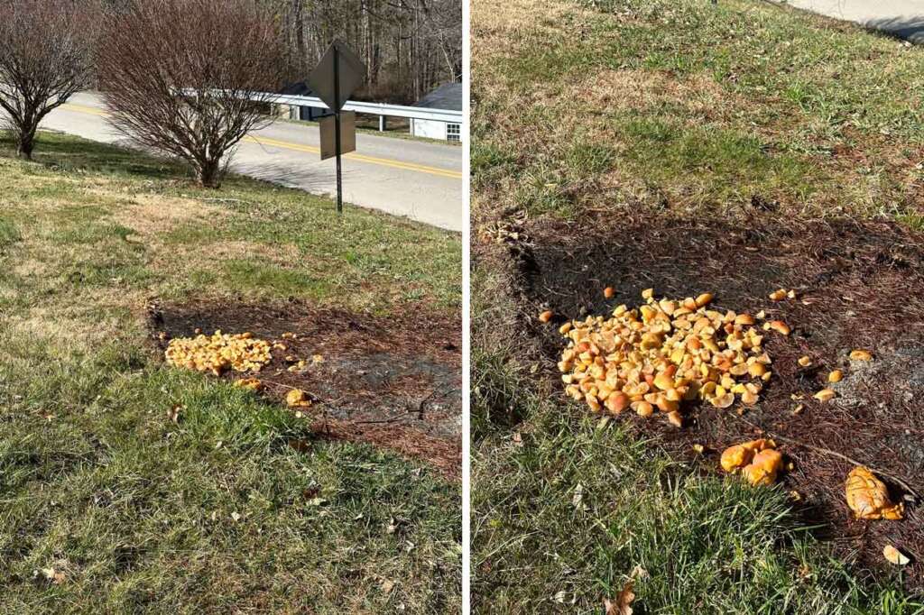 Two images side by side show a pile of orange peels scattered on a patch of grass by a roadside. Trees and a road sign are visible in the background, and the sky is clear.