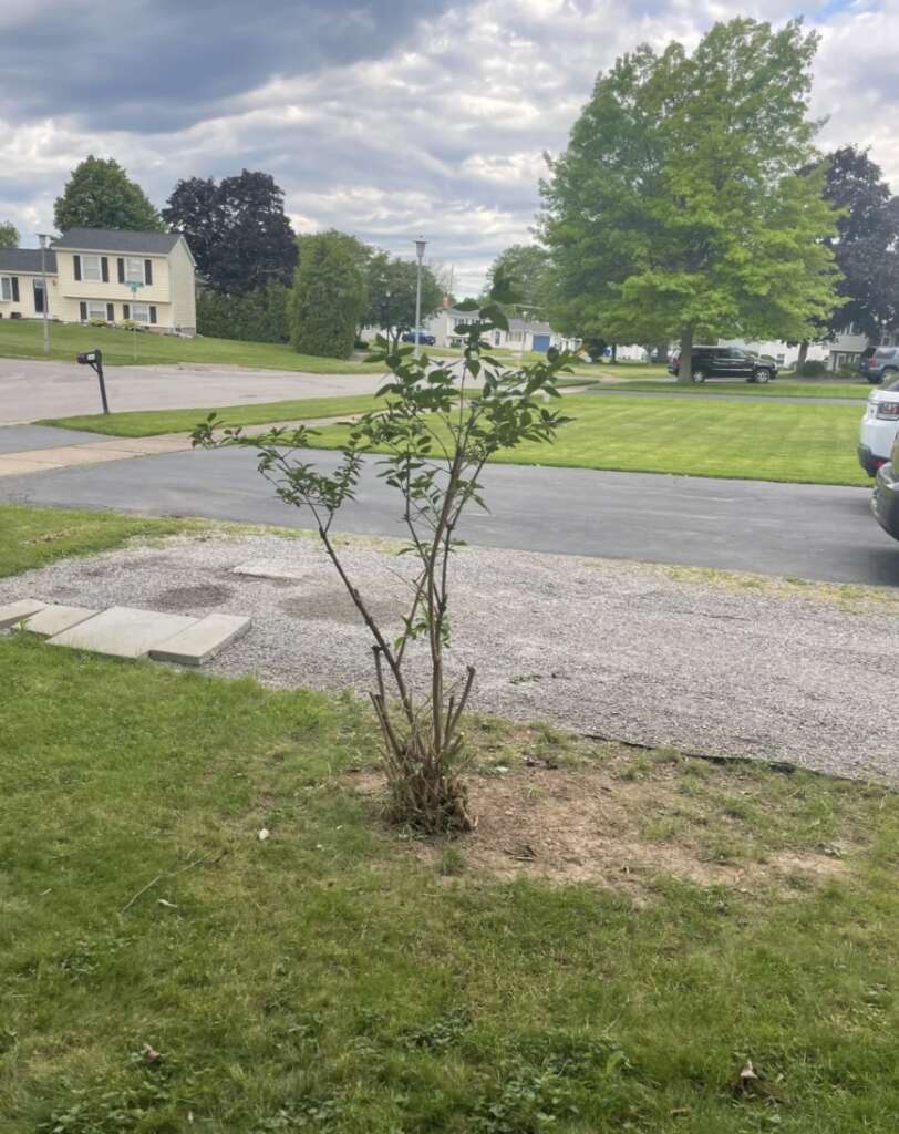 A small tree with sparse leaves stands on a patch of dirt in a residential neighborhood. The yard around it is grassy, and a paved driveway leads to a light-colored house in the background. The sky is cloudy.