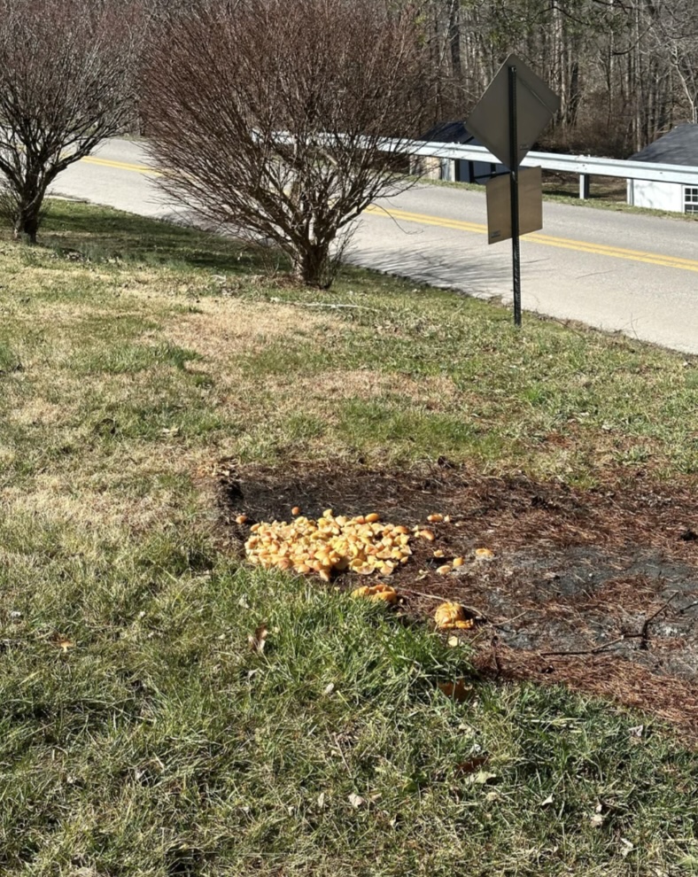 A pile of discarded oranges lies on a patch of bare earth near a roadside, surrounded by grass and leafless bushes. A road with a small guardrail is visible in the background.