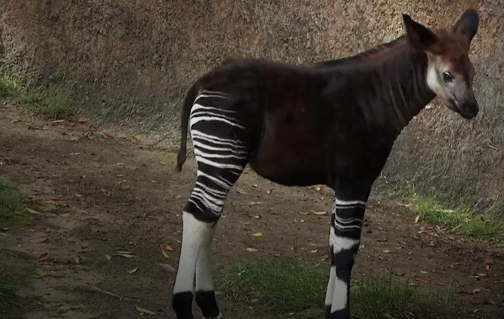 A young okapi stands on a dirt path, displaying its distinct dark brown body and white, zebra-like stripes on its legs. The background is a rocky wall with patches of grass and scattered leaves on the ground.